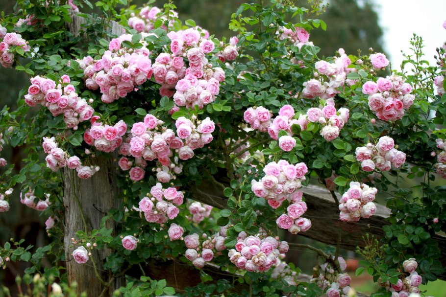 Роза вьюшка Жасмин