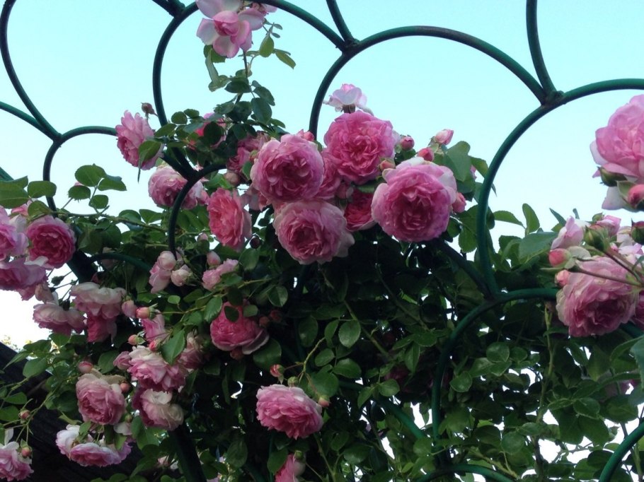 Мускусная роза Жасмин