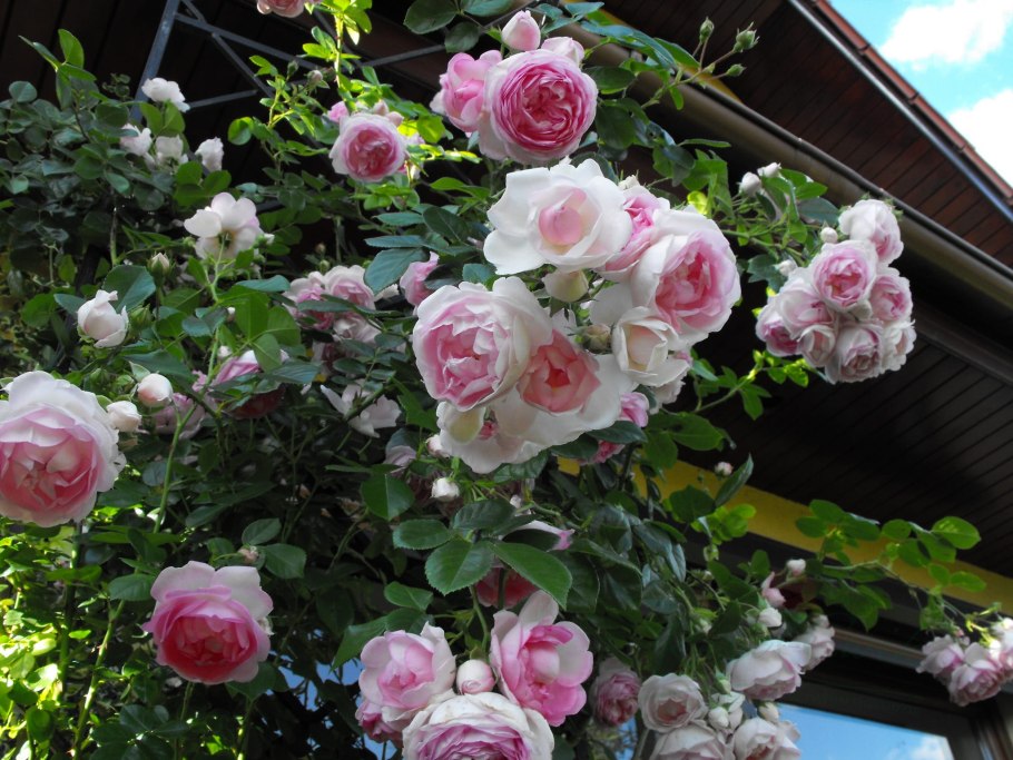 Роза плетистая Jasmina