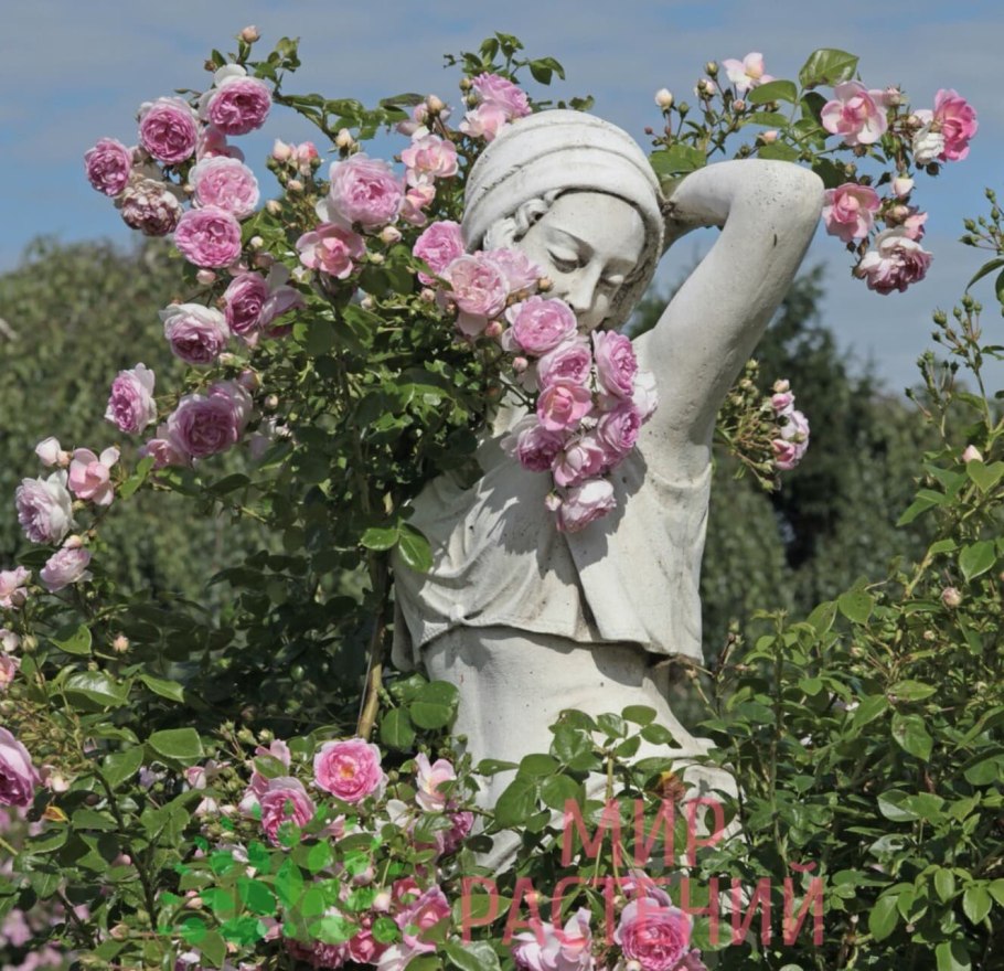 Роза Кордеса жасмина