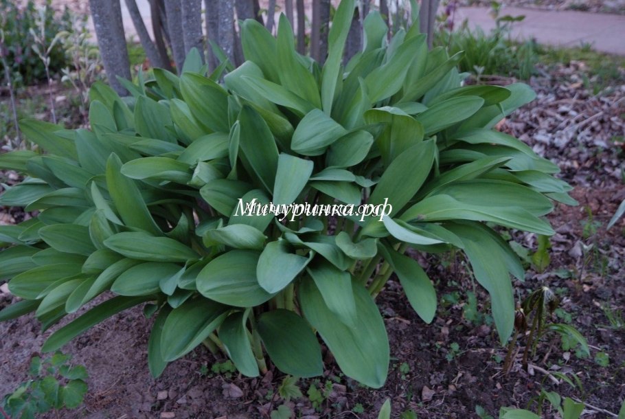 Черемша Сибирская (лук победный) - Allium victorialis.