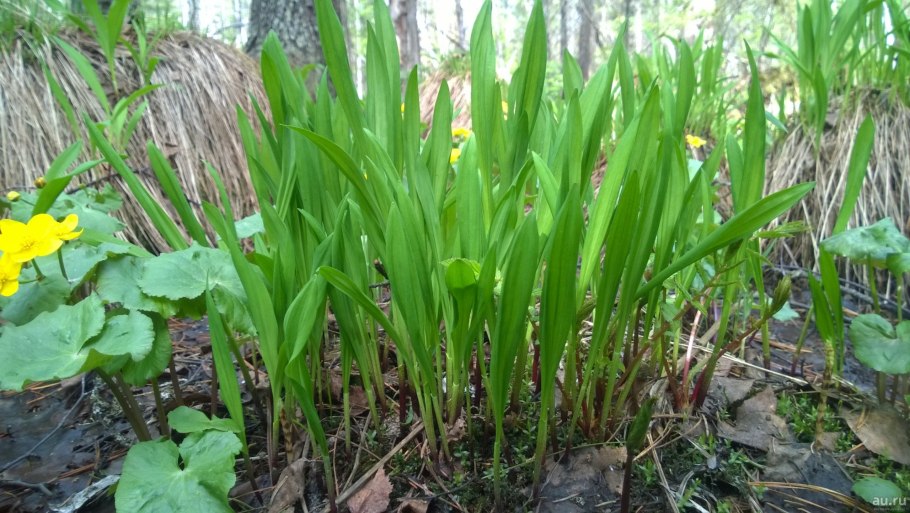 Лук Медвежий (Allium ursinum)