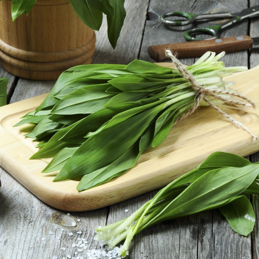 Черемша (Медвежий лук)