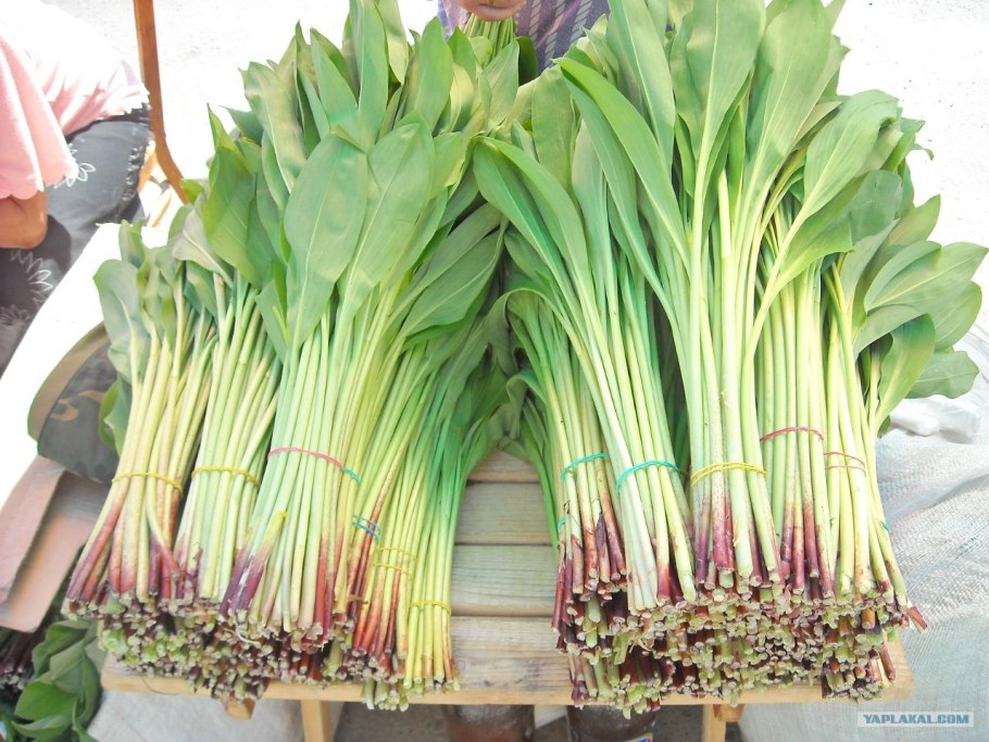 Лук победный Allium victorialis l.