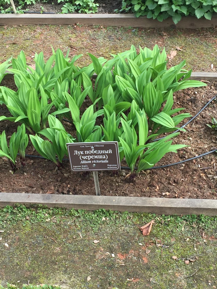 Колба черемша