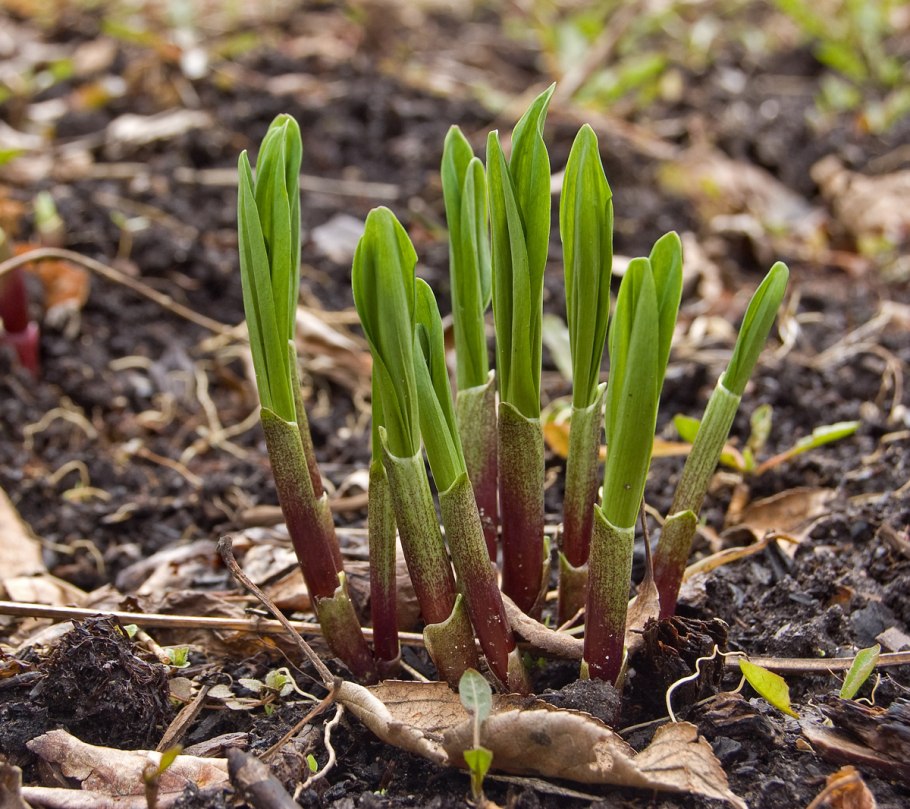 Черемша (Медвежий лук)