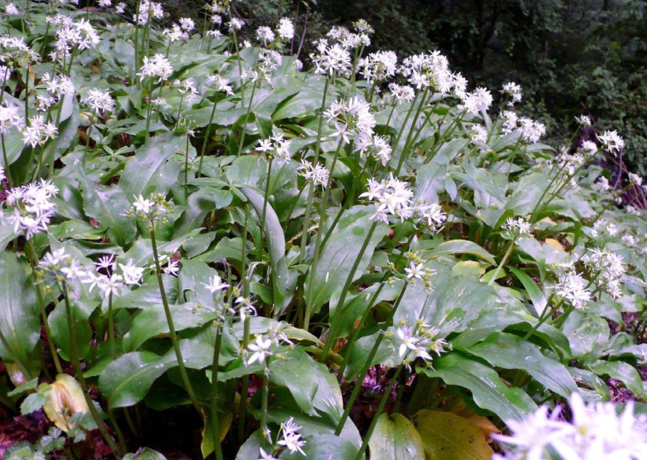 Черемша стручковая