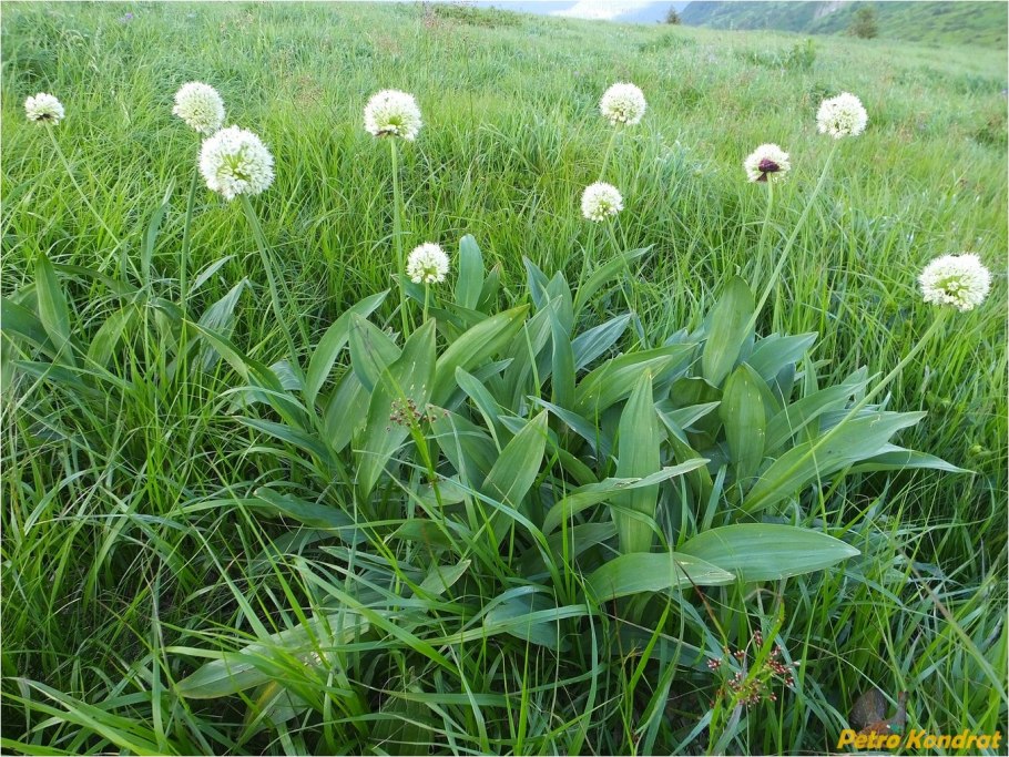 Лук Медвежий (Allium ursinum)
