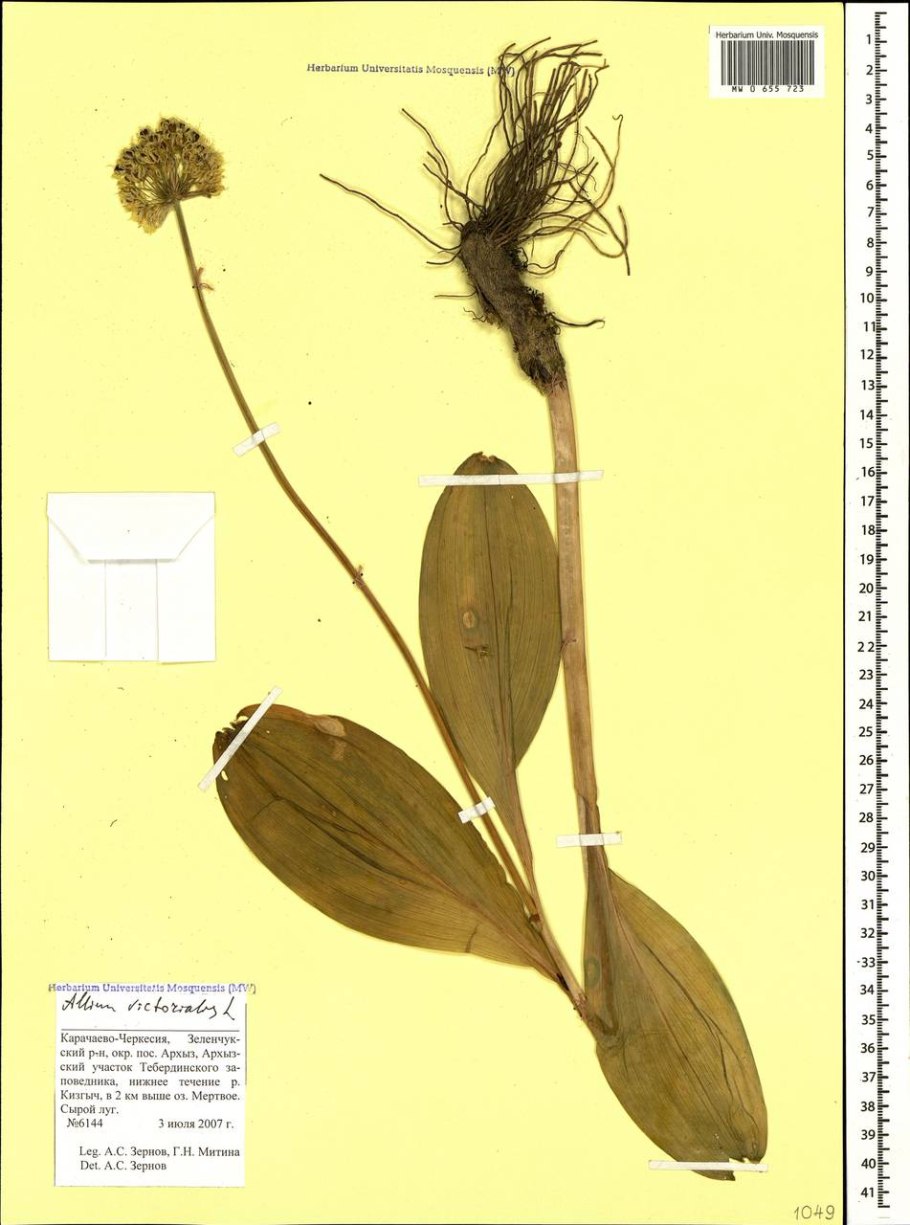 Дикий лук черемша