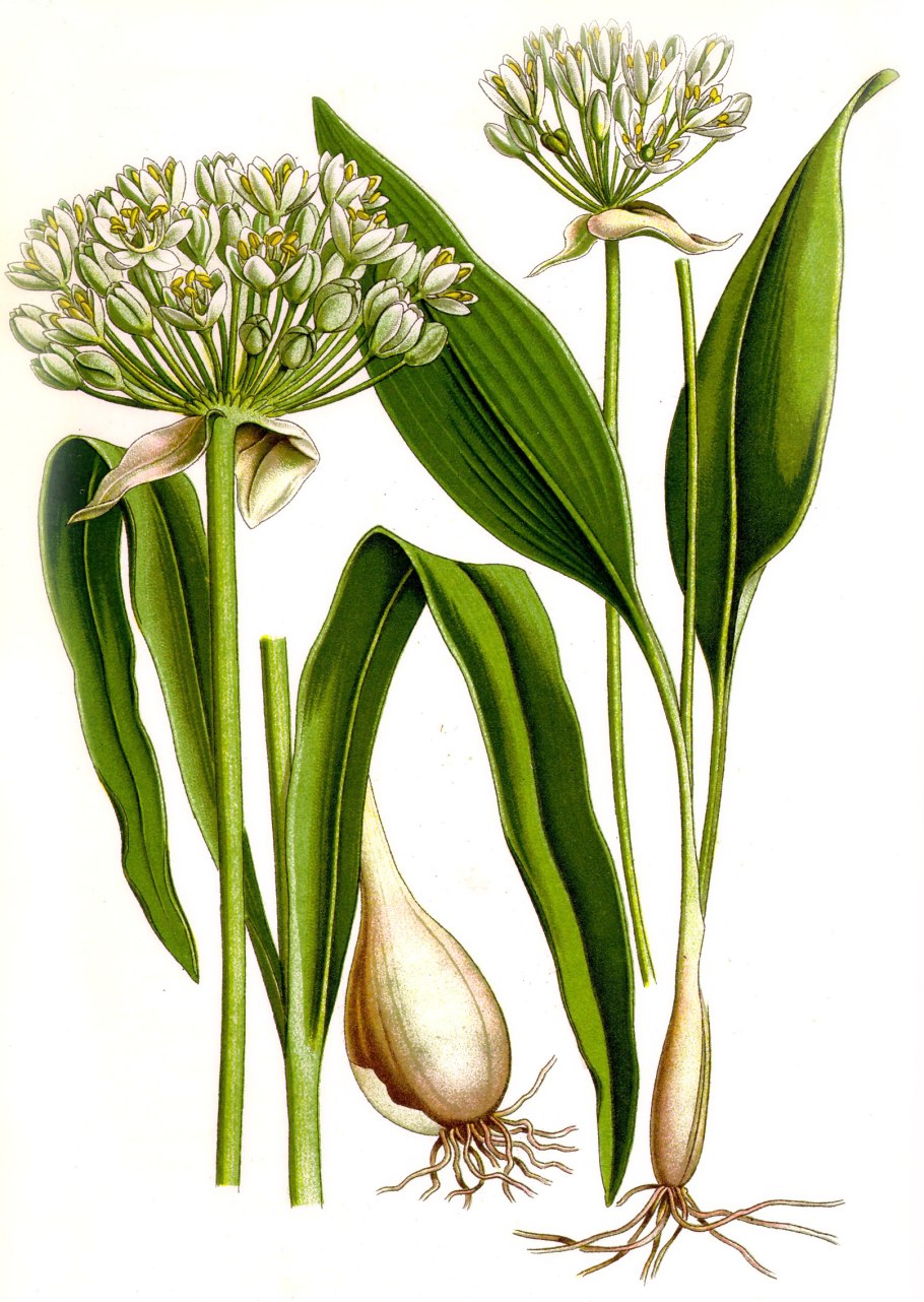 Черемша (Медвежий лук)