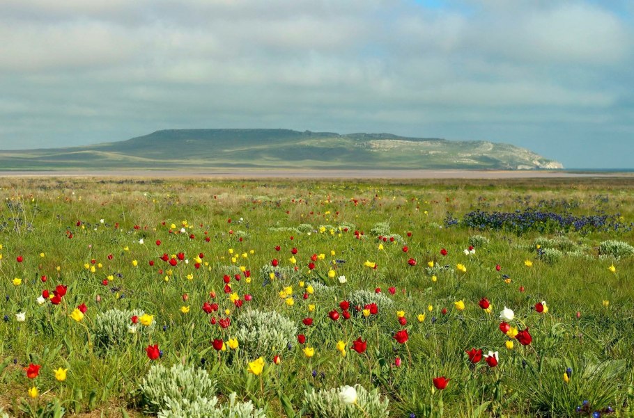 Ковыль пырей