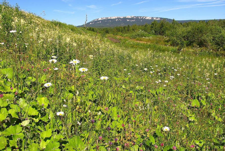 Национальный парк башкирия растения