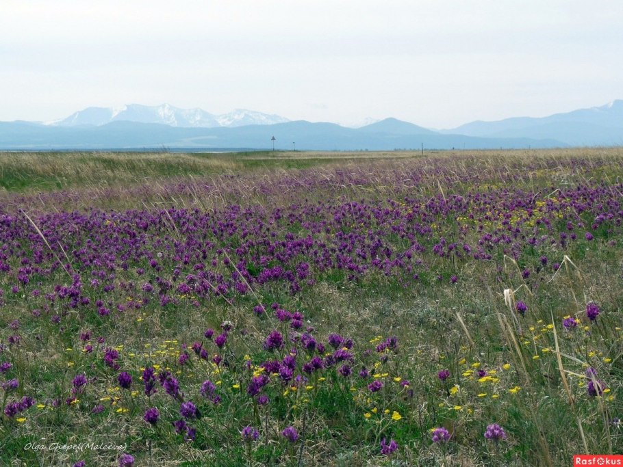 Кузнецкий Алатау Альпийские Луга