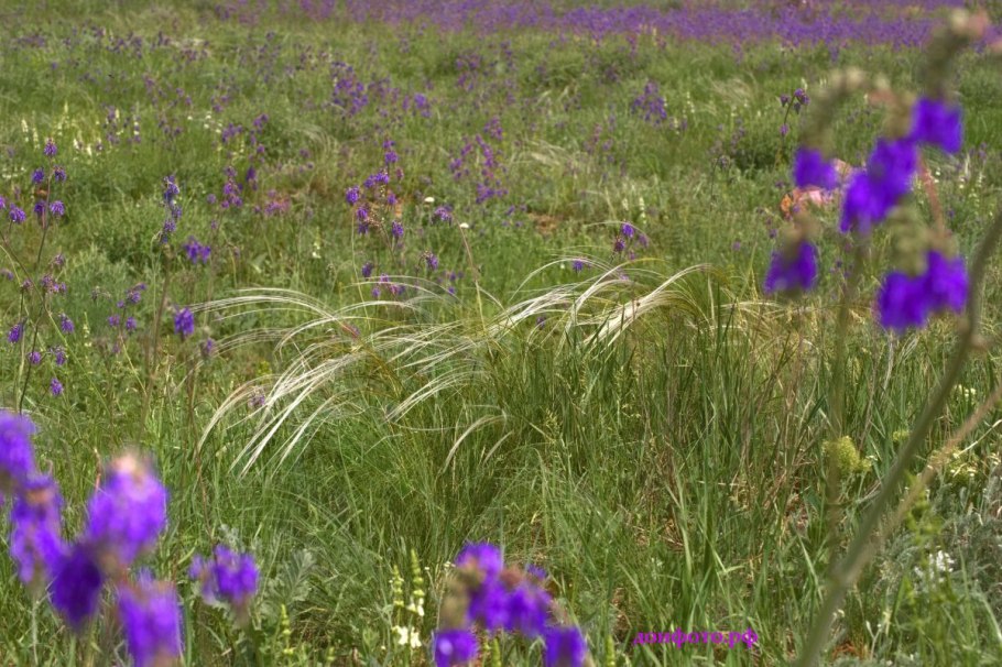 Разнотравные степи Крыма