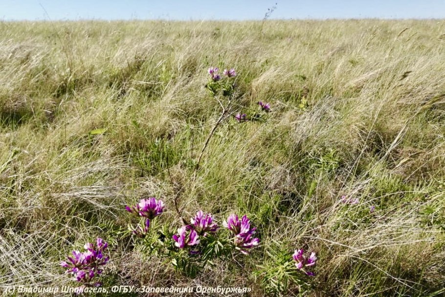 Прострел - сон трава
