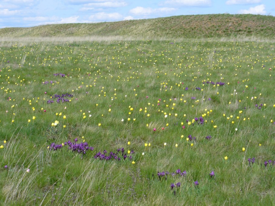 Донская степь разнотравье