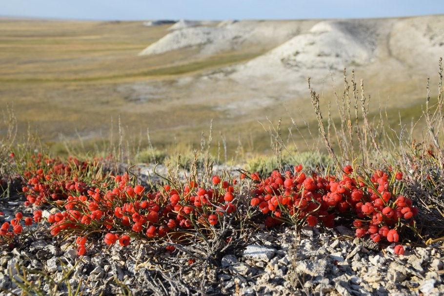 Донская степь разнотравье