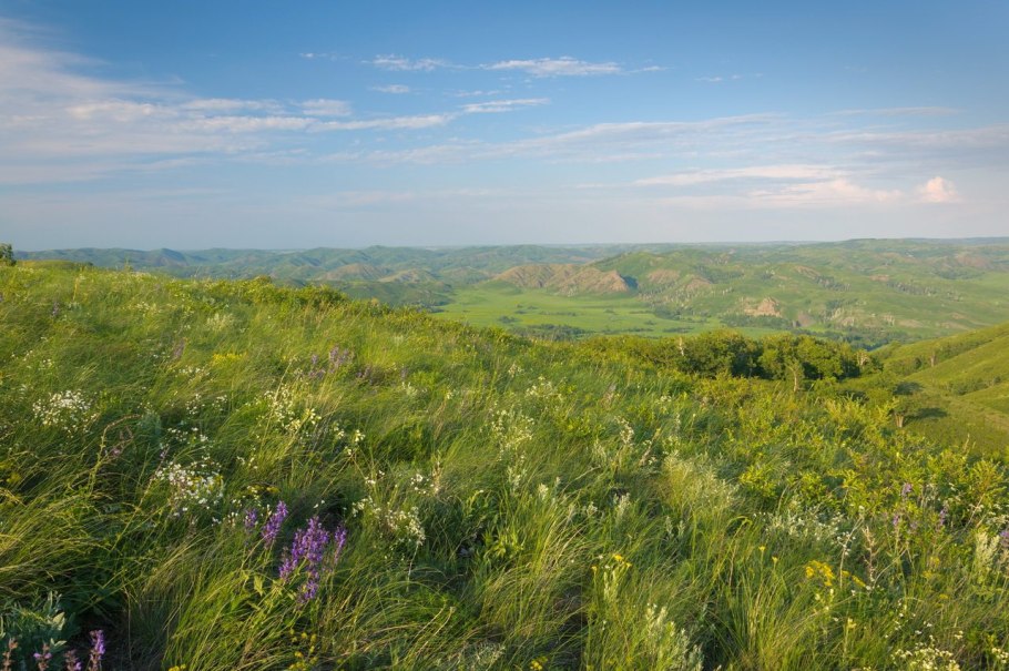 Длинный прям из степи 15 62 53