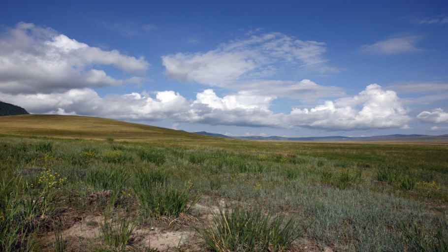 Пион тонколистный Степной