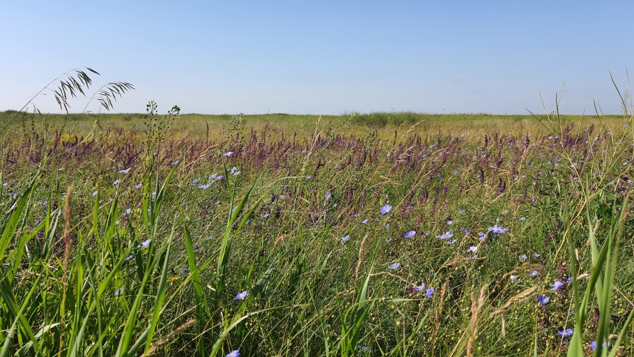Луговые цветы Южного Урала