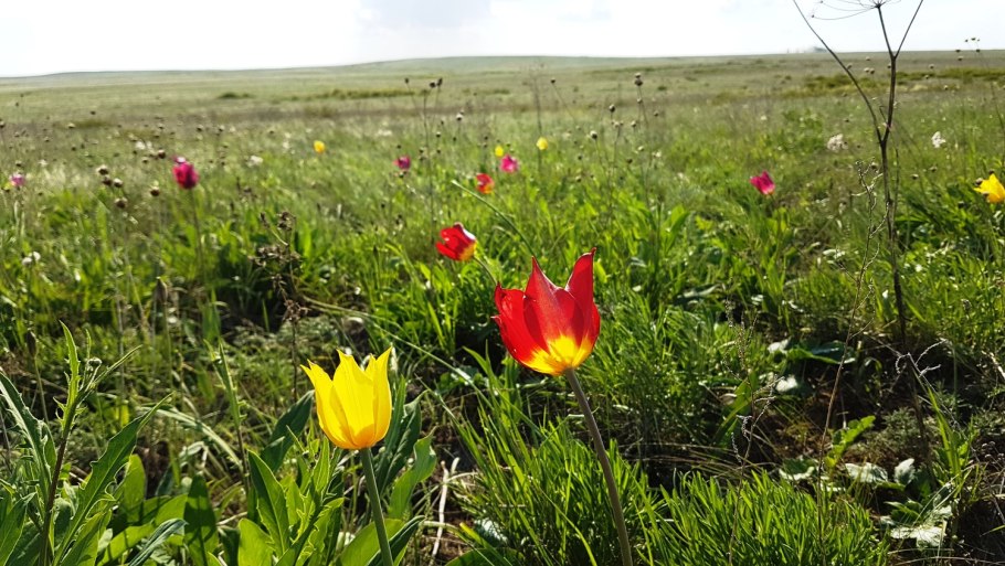 Синие полевые цветы