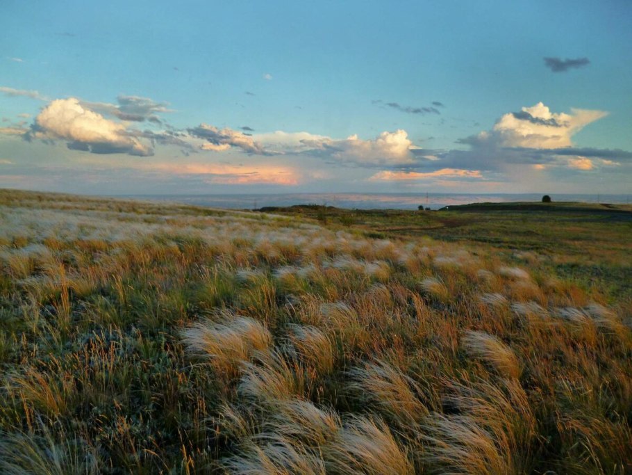 Фёдор лашков ковыль степь
