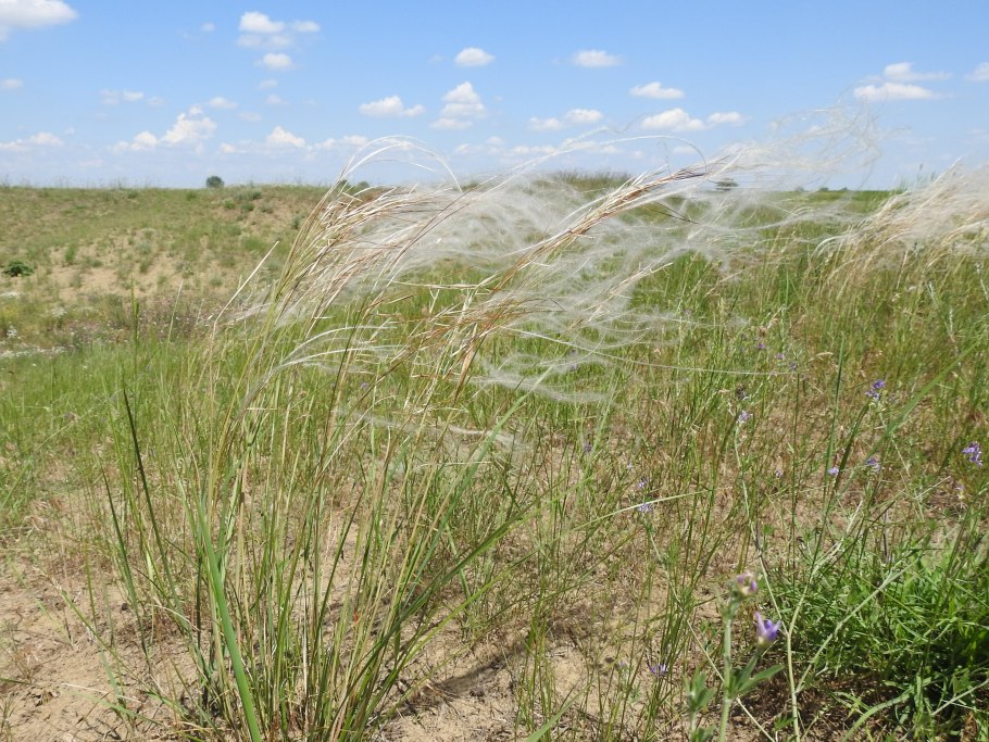Таловская степь Оренбургской области