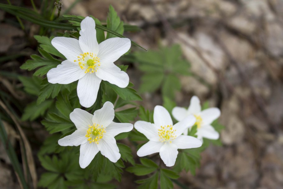 19. Anemone nemorosa - ветреница Дубравная