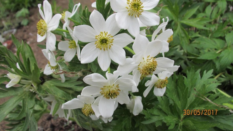 Анемона мелкобородчатая