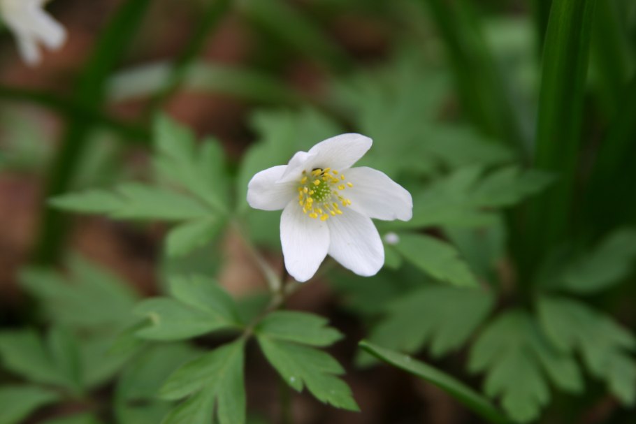 Ветреница Байкальская