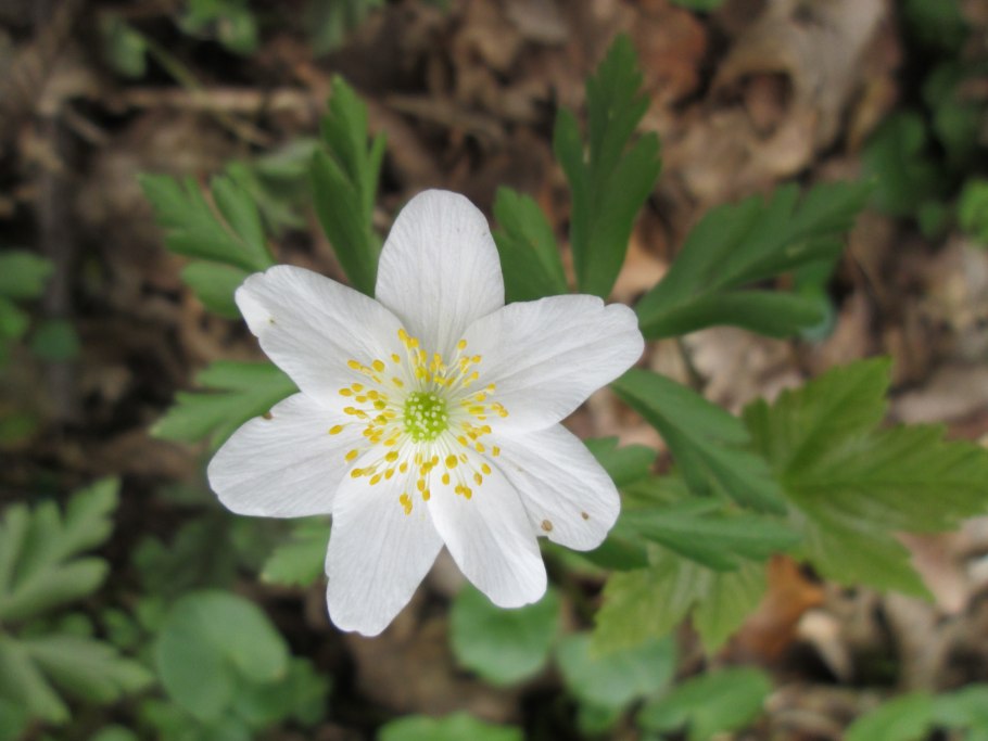 А ветренница Магелланика