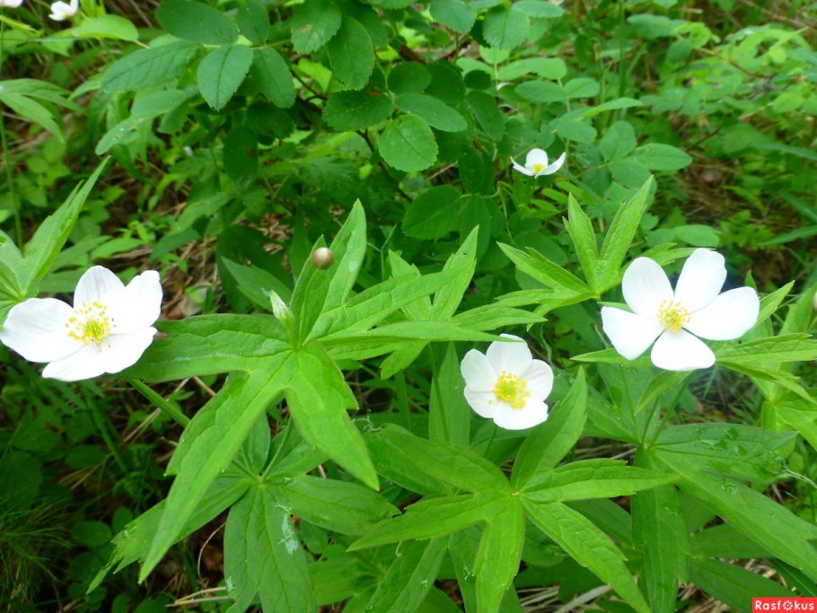 Ветреница Байкальская