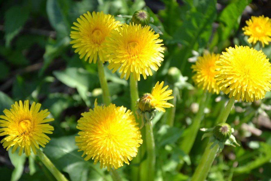 Taraxacum officinale листья