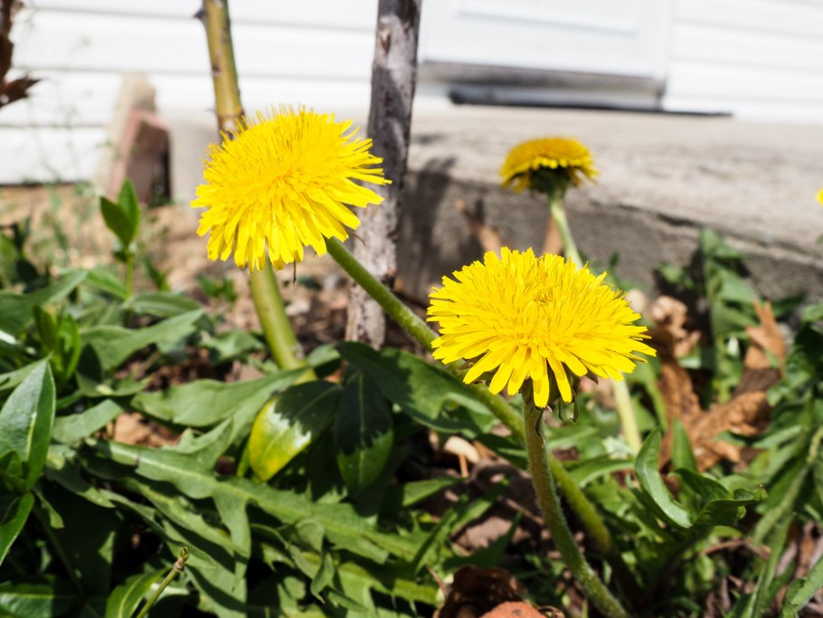 Dandelion root - корень одуванчика