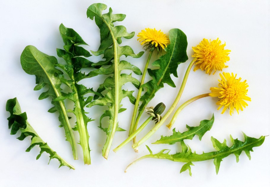Одуванчик taraxacum officinale