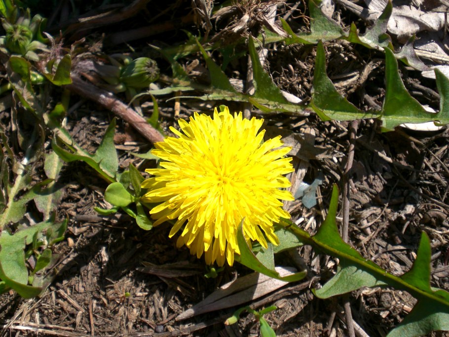 Тараксакум оффицинале