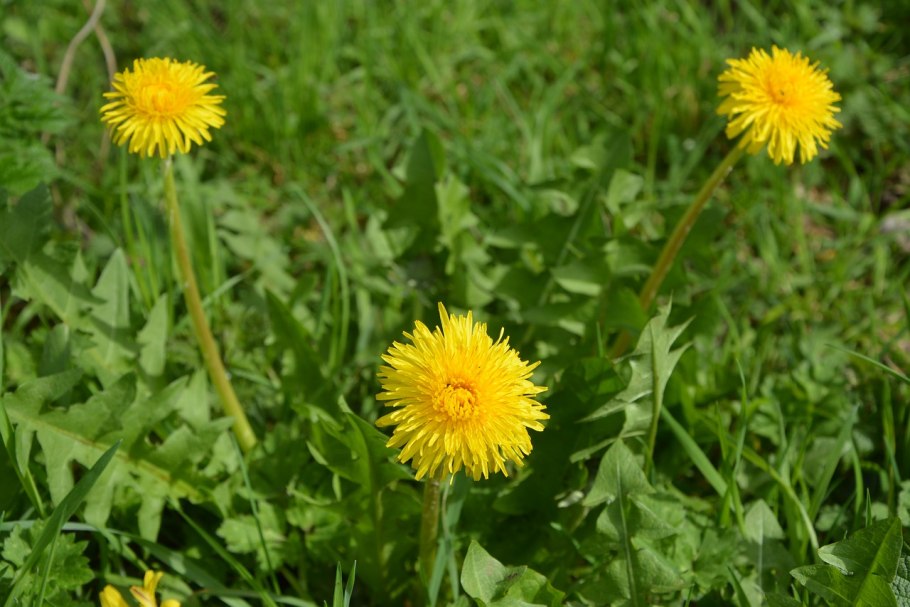 Данделион Роот