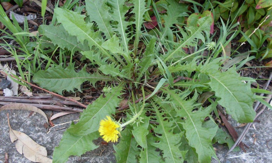 Taraxacum marklundii
