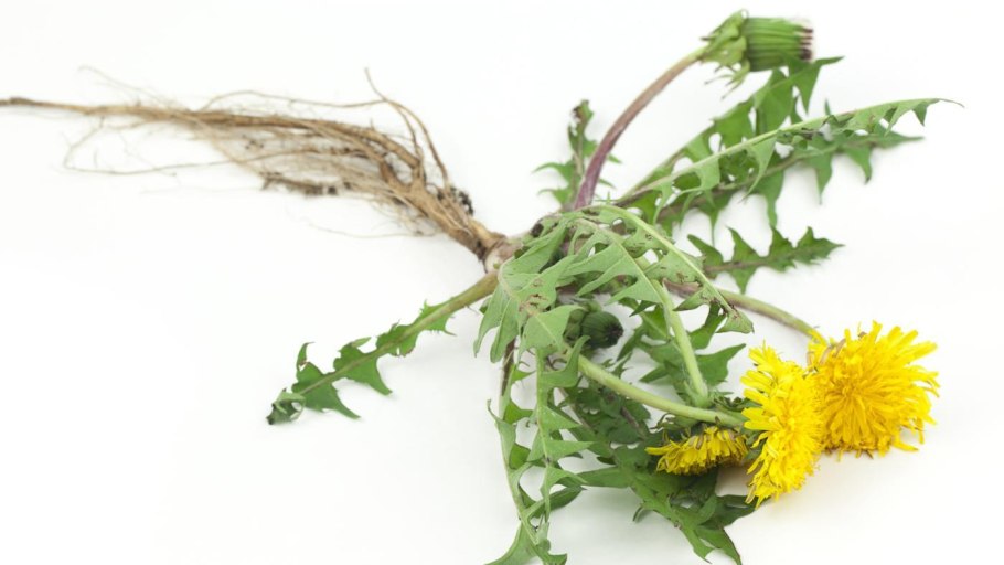 Taraxacum officinale Wigg.