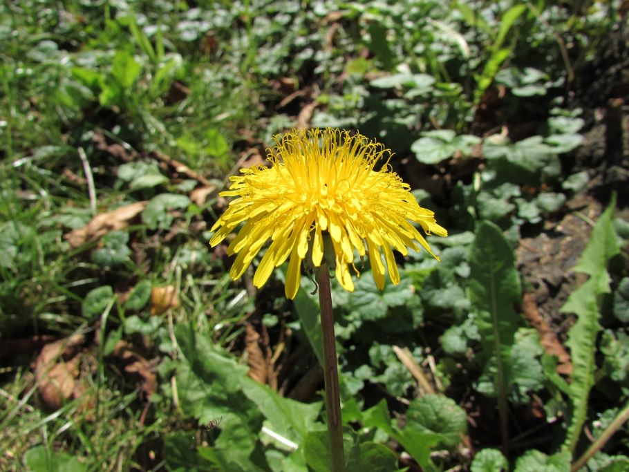 Taraxacum officinale завязь