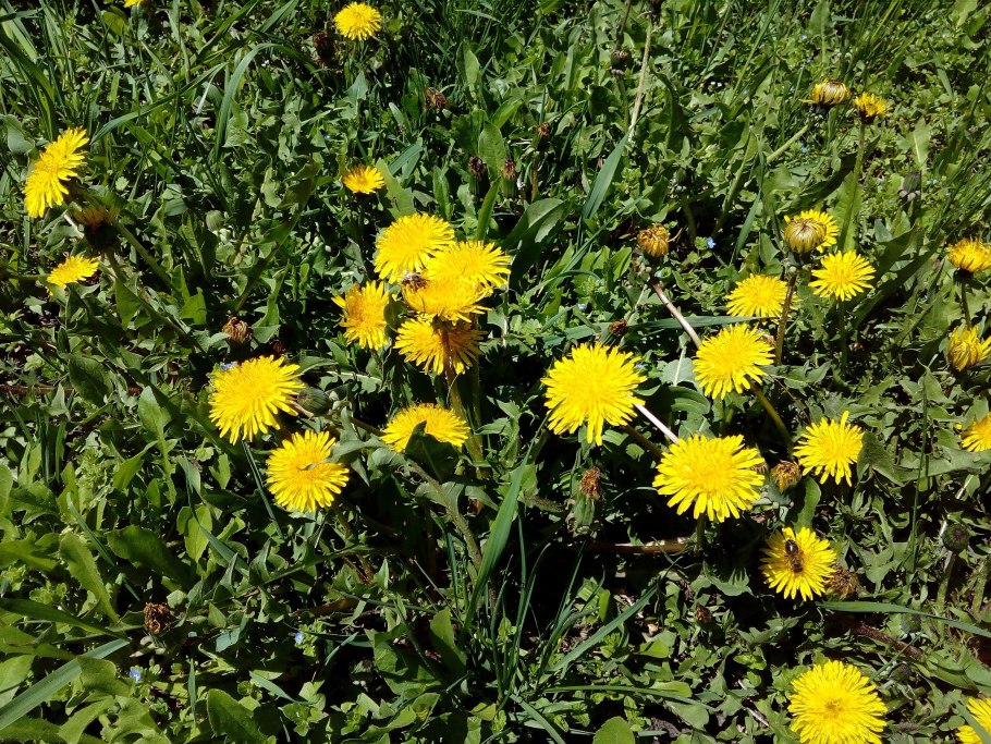 Желтый луговой одуванчик