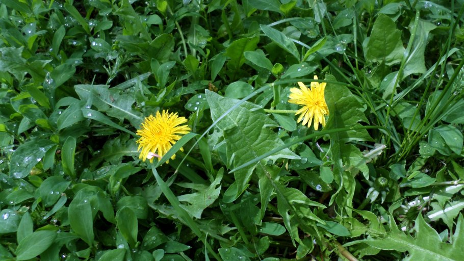 Одуванчик полевой обыкновенный