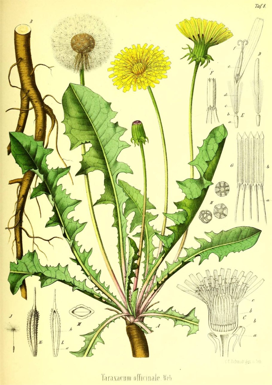 Растение похож на одуванчик в лесу