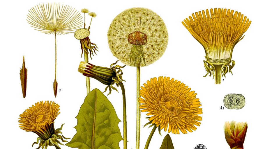 Taraxacum officinale ботаника