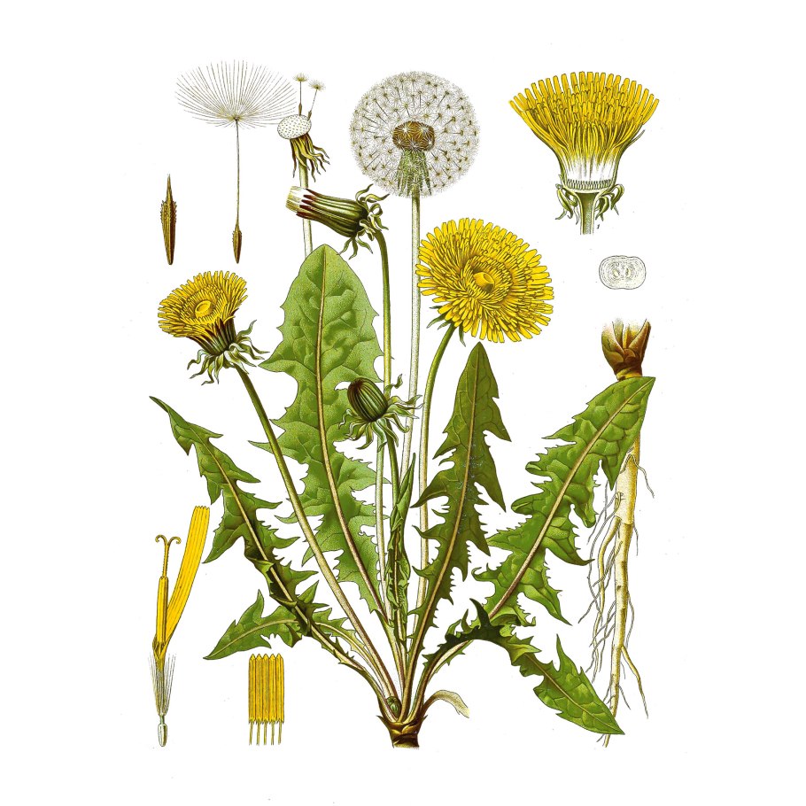 Одуванчик лекарственный- Taraxacum officinale web.