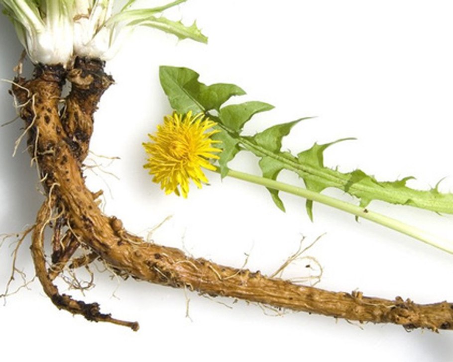 Головки одуванчиков желтых