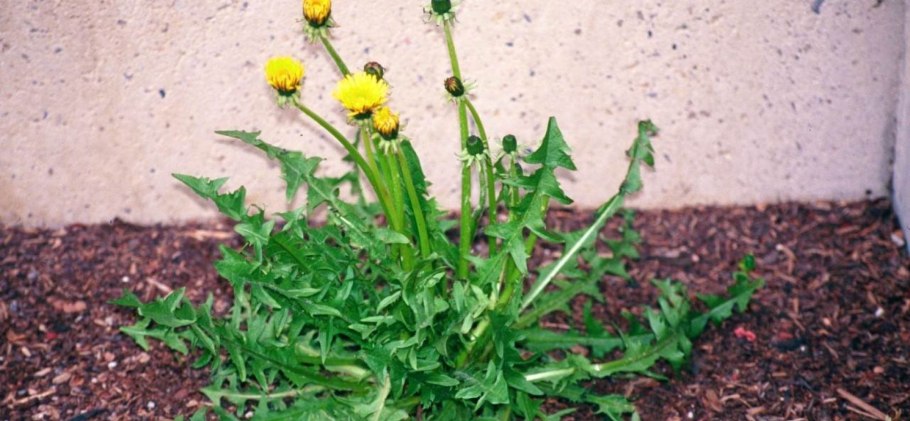 Taraxacum pseudoroseum