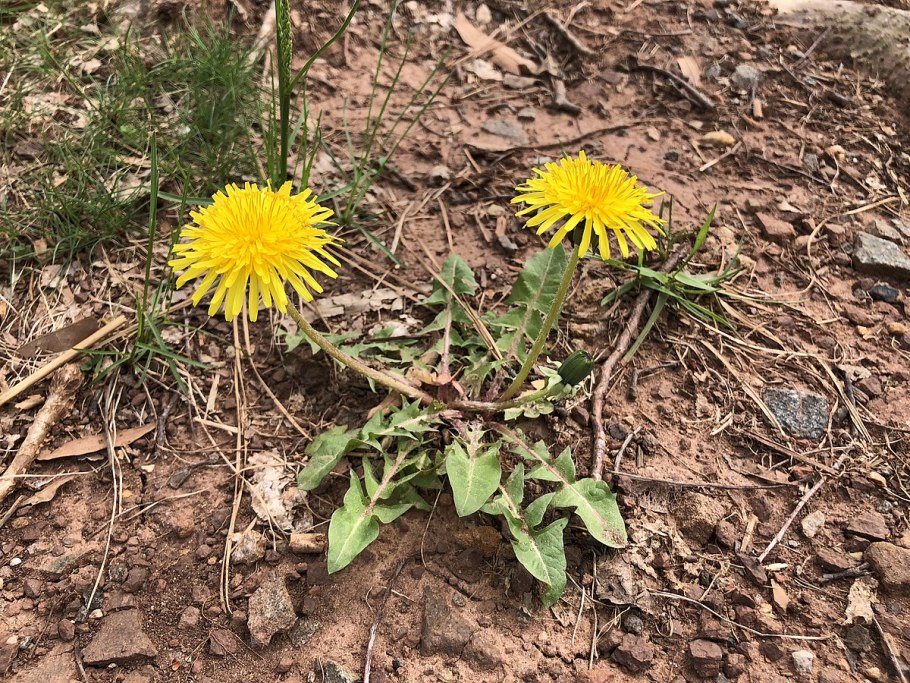 Oдуванчик новокамчатский Taraxacum neokamtschaticum Worosch