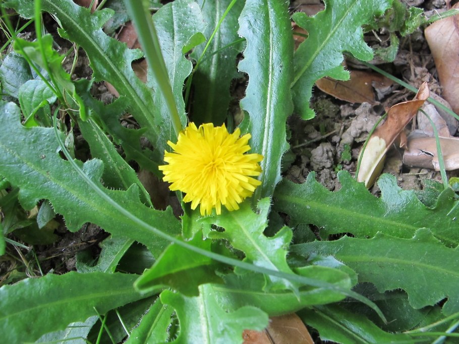 Taraxacum officinale листья