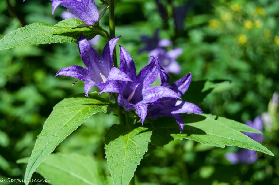 Campanula latifolia l. колокольчик широколистный